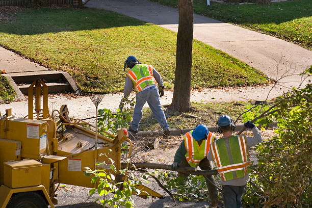 Why Choose Our Tree Removal Services in Centerfield, UT?